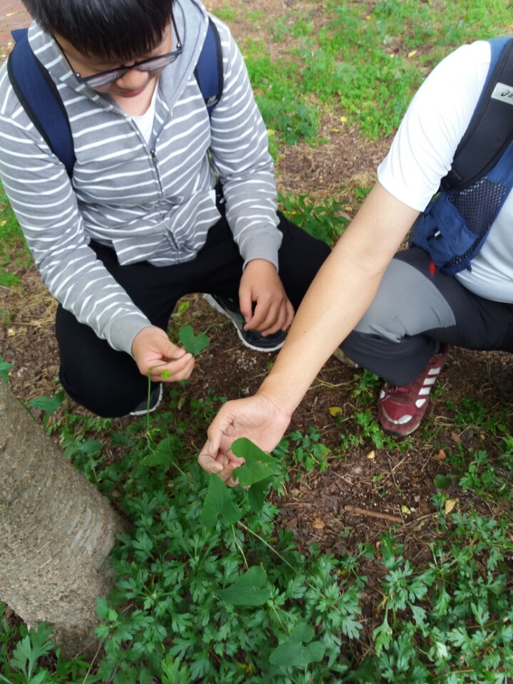 용두산 쥐방울덩굴 물안이골 입구에서